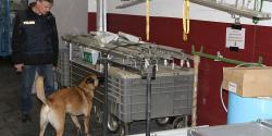 The security has high priority. A canine dog on work The security has high priority. A canine dog on work