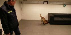 The security has high priority. A canine dog sniffing for objects The security has high priority. A canine dog sniffing for objects